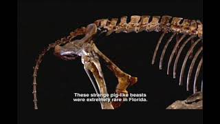 Oligocene Epoch  Florida Fossils Evolution of Life and Land [upl. by Adneram118]