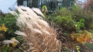 Miscanthus purpurascens in fall [upl. by Hendrick]