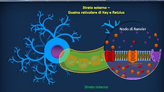 Istologia 44  Rivestimento dei neuroni [upl. by Killam]