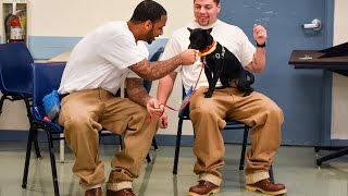 Prison inmates care for shelter dogs [upl. by Nylqcaj]