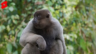 This Is A Common Woolly Monkey shorts [upl. by Sikras185]