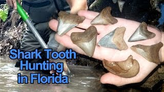 Collecting Megalodon Shark Teeth in the Creek  Hunting Fossils in Florida [upl. by Uahc]