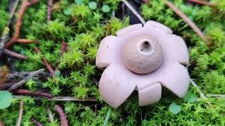 Crecimiento explicado de una estrella de tierra Geastrum spp [upl. by Dennett319]