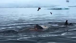 A Leopard Seal eats a Crabeater Seal [upl. by Maples]