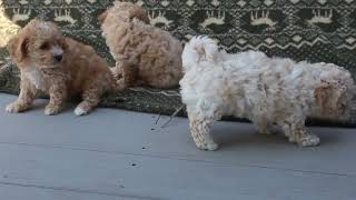 Cavachon Puppies For Sale [upl. by Aleit329]