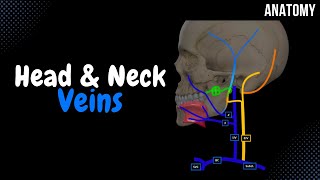 Veins of the Head and Neck EASY Scheme  Mnemonics amp Quiz [upl. by Airda765]