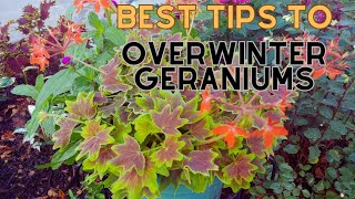 Best Tips For Overwintering Geraniums In Pots 🌿🍃🌸 growing pelargoniums indoors [upl. by Aillil]