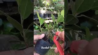 Pruning Beringin Korea Mame Ficus microcarpa var crassifolia [upl. by Zeret674]