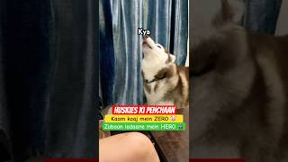 Arguments karna koi HUSKY se seekhe 🤦🏻‍♀️😂🚨 talkinghusky funnydog dogmomlife [upl. by Eisac]