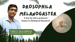 Drosophila melanogaster  Zoology  Varun Aggarwal [upl. by Teplica]