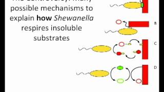 Electron Shuttling in Shewanella by Jeffrey Gralnick [upl. by Luapnoj922]