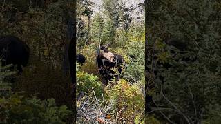 Moose and calf moose wildlife nature hiking [upl. by Esil478]