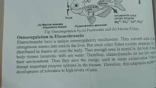 osmoregulation in elasmobranchs [upl. by Ellirpa906]