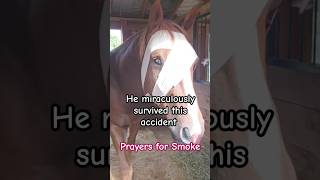 A Walking Miracle ❤️ Please send all the healing 🙏 ✨️ horse accident farm [upl. by Tennes]