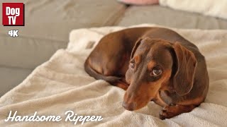 How to Sleep Handsomely with Ripper the Dachshund [upl. by Kinnon698]