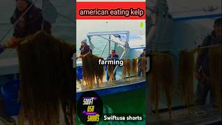 Why American eating kelp shorts ytshorts swiftusa [upl. by Aniretak]