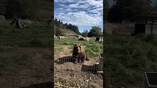 Grizzly bear waving back at Olympic game farm 🐻🦙🦬 grizzlybear olympicnationalpark gamefarm WA [upl. by Leisam257]