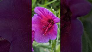 Vipers bugloss a species of Vipersbuglosses photography shorts macro viral nature flowers [upl. by Itaws579]