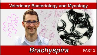 Brachyspira and Lawsonia Part 1  Veterinary Bacteriology and Mycology [upl. by Eicram879]