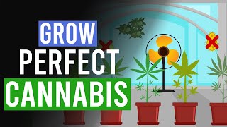 Grow the Perfect Cannabis 10 Top Tips [upl. by Osithe841]