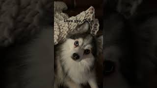 Cute Annaliese flipaclip cutedogs doglover ￼dog￼￼￼￼ [upl. by Nesto]