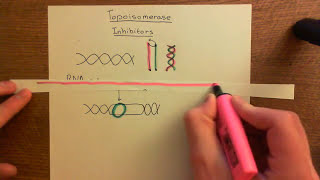 Topoisomerase Inhibitors Part 1 [upl. by Akiehsal]