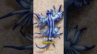 quotDiving into the Enigma of Glaucus Atlanticus The Mystical Sea Dragon Unveiledquot [upl. by Wyatt743]