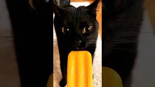 Black cat activities cat pets funnypets funnycats shorts [upl. by Dehsar]