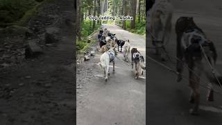 Husky Dog Sledding Experience  Mushers Camp Alaska cruise shorts [upl. by Ramel]