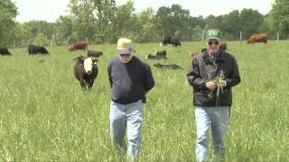 Growing Tall Fescue for Forage [upl. by Nelyt324]