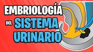 ✅ EMBRIOLOGÍA del SISTEMA URINARIO 💦🚽  Sistema UROGENITAL [upl. by Nylteak]