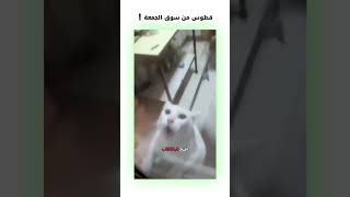 قطوس من سوق الجمعة 😂  دبلجةمضحكة ضحك اكسبلور السعودية mykingo كوميديا funny دوبلاج قطط [upl. by Loise]