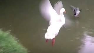 Pekin duck flying [upl. by Evoy100]