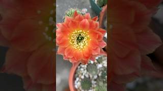 Lobivia flowering cactus floweringcactus lobiviacactus cactusflower gardeningvideos [upl. by Aneerhs]