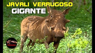 EL JABALI VERRUGOSO GIGANTE [upl. by Hufnagel]