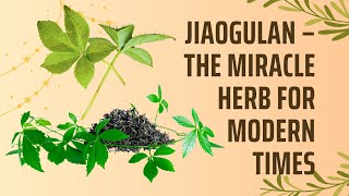 Jiaogulan – The Miracle Herb for Modern Times [upl. by Effy]