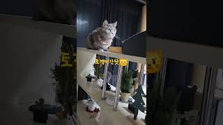 생각보다 빠른 고양이💦fast catcatvlog고양이catstory고양이일상kitten토깽이랑아깽이랑 [upl. by Lotte]