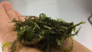 Cameroon moss aquarium plant  rare [upl. by Aivatan]