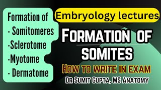 Somites and their derivatives  General Embryology [upl. by Roby881]