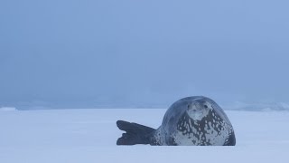 Antarctica Crabeater seal shows off [upl. by Rodina]