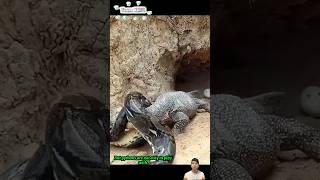 Trăn vào tận ổ kỳ đà để ăn trứng  Python hunting monitor lizard [upl. by Teloiv]