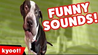 The Funniest Pet Noises amp Sounds of 2016 Weekly Compilation  Kyoot Animals [upl. by Aneela]