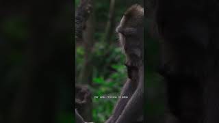 ¿Cómo Jane Goodall cambió nuestra visión de los chimpancés [upl. by Notgnirrab880]