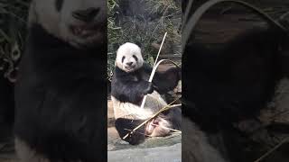 Just a panda doing panda things 🐼🤷‍♂️panda animals cute [upl. by Seldon]