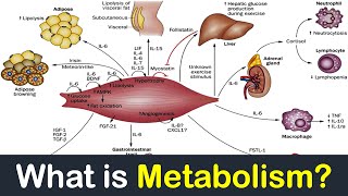 What is Metabolism  Hindi  Priyank Singhvi [upl. by Sivraj]