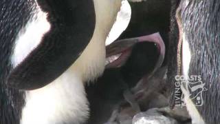 Penguin chick hatching at Living Coasts [upl. by Eikciv433]