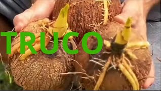 Como germinar un coco seco en casa paso a paso pelado fruta cocodetienda cocosemcasca [upl. by Elli]