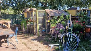 Mi esposo les muestra su jardín te muestro como vamos en el jardín progresado jardín tour [upl. by Ornie]