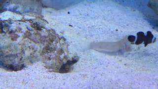 Tropical Fish Spitting Sand [upl. by Market]