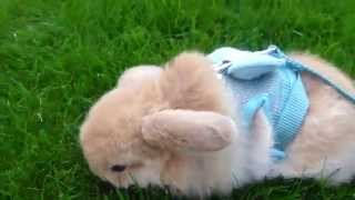 Miniature lop eared bunny  QQ Summer  Day out 1 [upl. by Alisia]